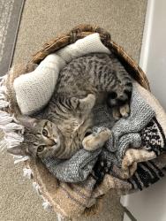 Lost Female Cat last seen In our yard at S. Lowell and Milan Ave., Denver, CO 80236
