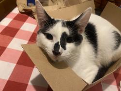 Reunited Male Cat last seen Uplands Road, West Midlands, England B21