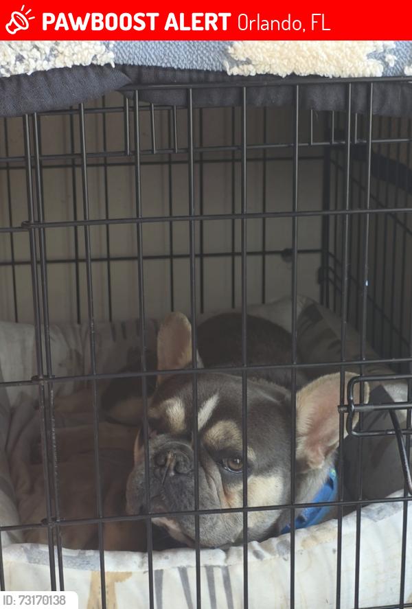 Lost Male Dog last seen Near, Orlando, FL 32807
