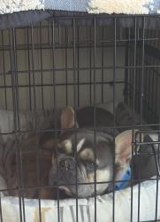 Lost Male Dog last seen Near, Orlando, FL 32807