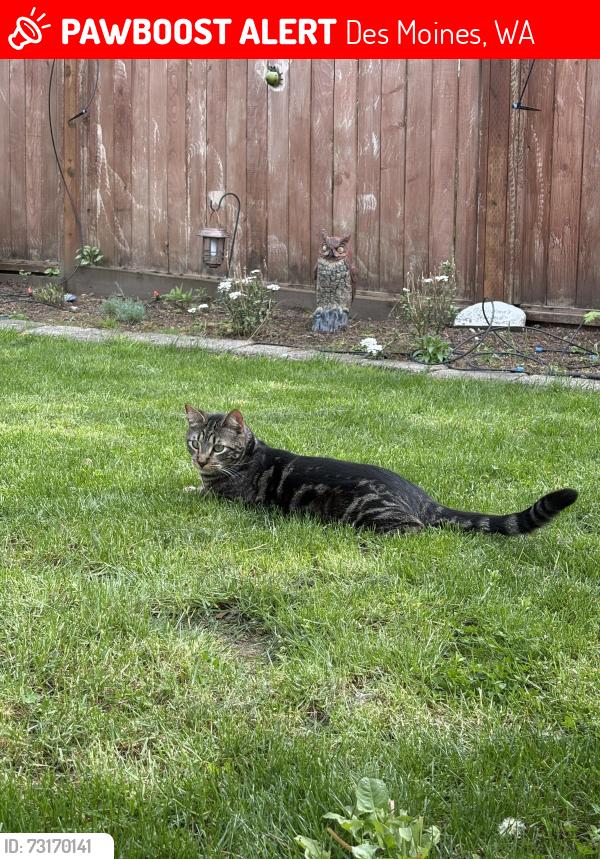 Lost Male Cat last seen My Rainier Highschool, Des Moines, WA 98198