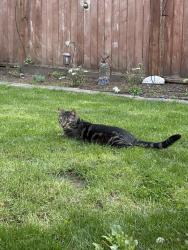 Lost Male Cat last seen My Rainier Highschool, Des Moines, WA 98198