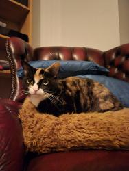 Lost Female Cat last seen Fearnville Avenue, Leeds, West Yorkshire, England 