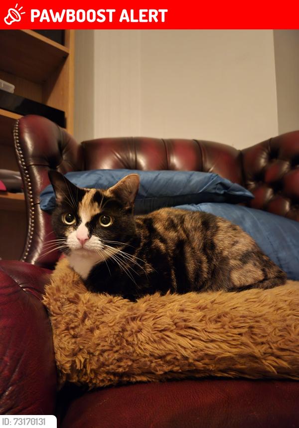Lost Female Cat last seen Fearnville Avenue, Leeds, West Yorkshire, England 