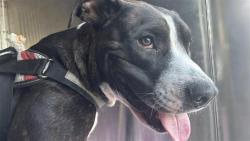 Shelter Stray Male Dog last seen Near E Ben White Boulevard, AUSTIN, TX, 78741, 7201 Levander Loop bldg a, Austin, TX 78702, USA