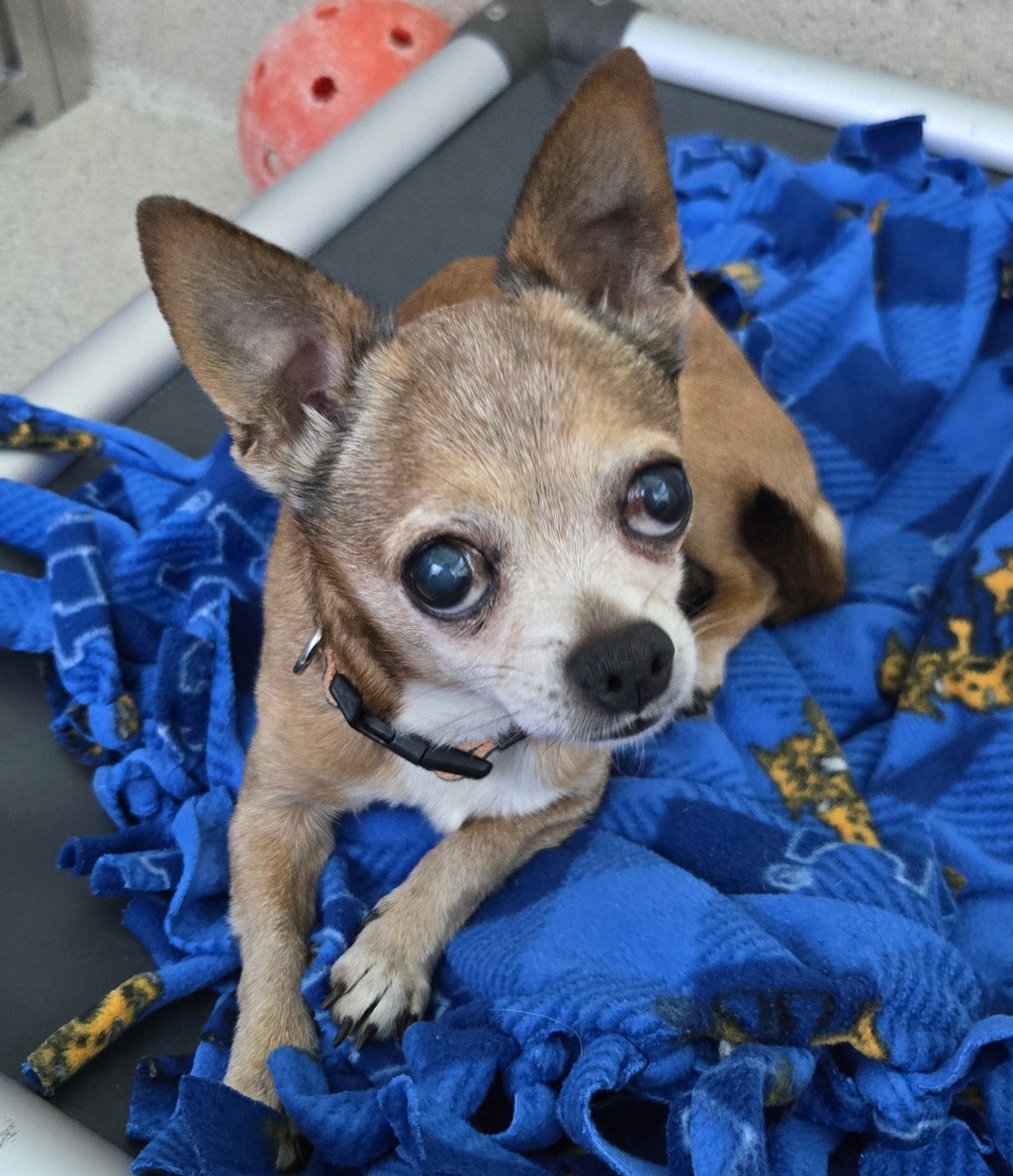 Shelter Stray Male Dog last seen Near Glengary Road, COMMERCE TOWNSHIP, MI, 48382, 1200 N Telegraph Building 42E, Pontiac, MI 48340, USA