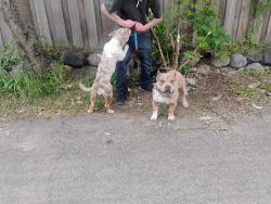 Found/Stray Unknown Dog last seen Rice Street and Maryland Avenue, Saint Paul, MN 55117