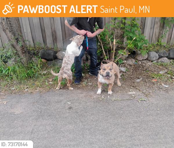 Found/Stray Unknown Dog last seen Rice Street and Maryland Avenue, Saint Paul, MN 55117