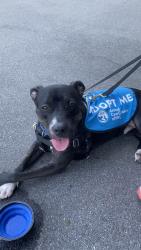 Shelter Stray Male Dog last seen Empire Blvd Street, BROOKLYN, NY, 11225, 326 E 110th St, New York, NY 10029, USA