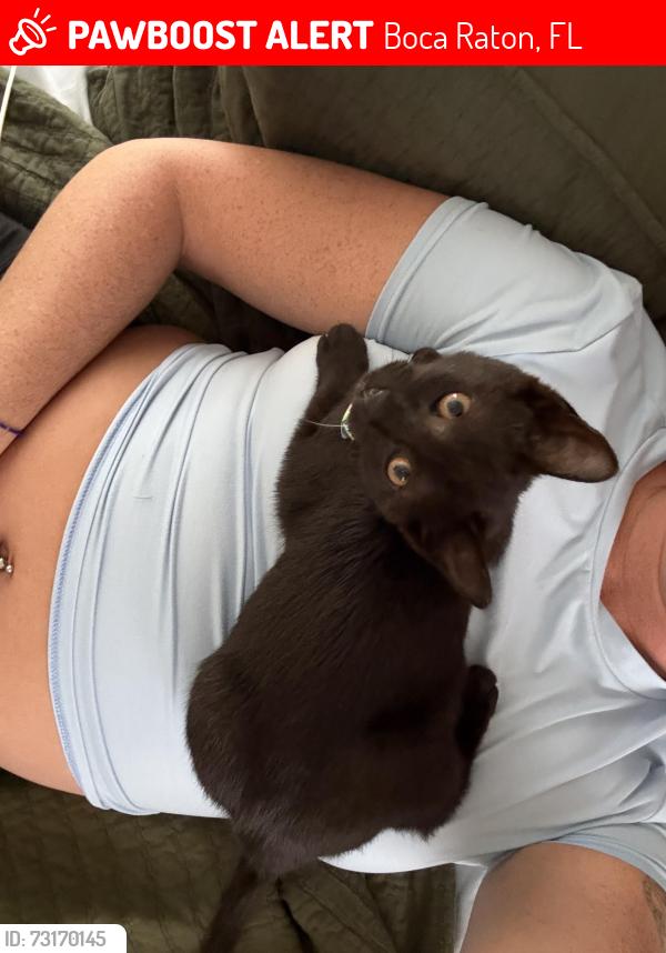 Lost Female Cat last seen camino del mar / 18th, Boca Raton, FL 33433
