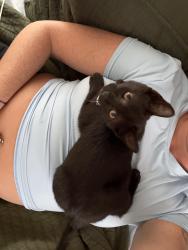 Lost Female Cat last seen camino del mar / 18th, Boca Raton, FL 33433