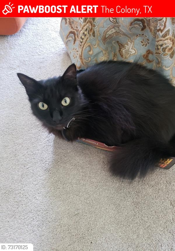 Lost Female Cat last seen Gibson dr, The Colony, TX 75056