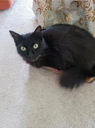 Lost Female Cat last seen Gibson dr, The Colony, TX 75056