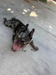 Found/Stray Female Dog last seen Lynwood, Lynwood, CA 90262