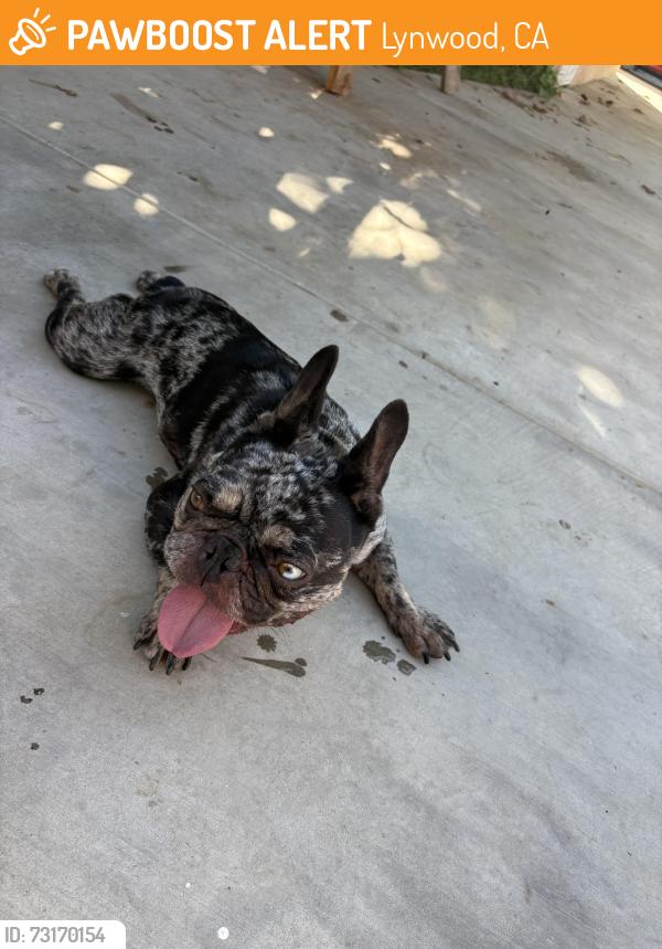Found/Stray Female Dog last seen Lynwood, Lynwood, CA 90262