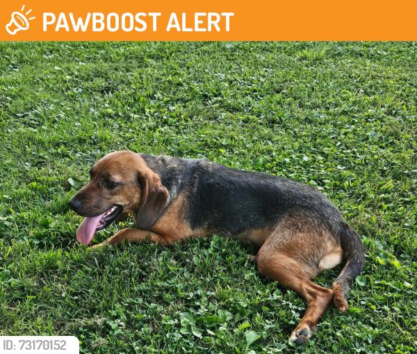 Found/Stray Female Dog last seen Bennington rd and 250, Pleasant Township, IN 47011