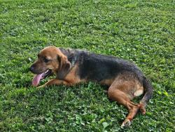 Found/Stray Female Dog last seen Bennington rd and 250, Pleasant Township, IN 47011