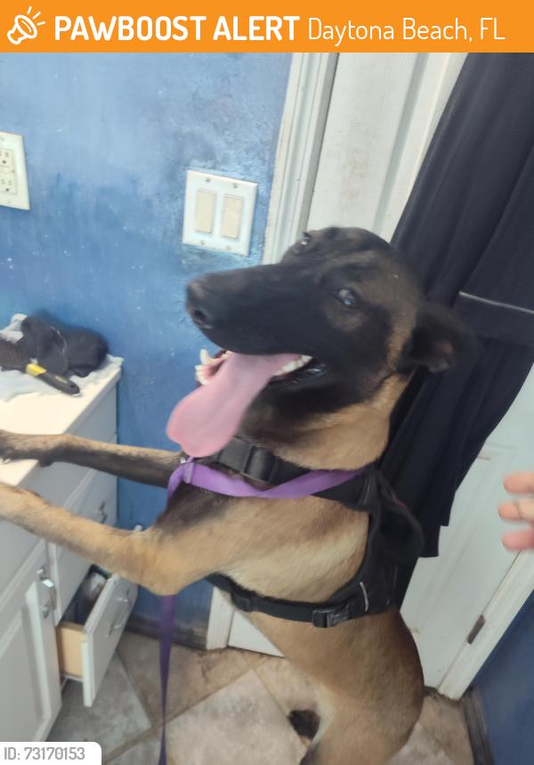 Found/Stray Female Dog last seen Wright street, Daytona Beach, FL 32117