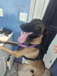 Found/Stray Female Dog last seen Wright street, Daytona Beach, FL 32117