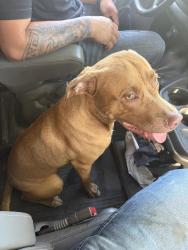 Reunited Male Dog last seen Wassal and Pattie, Wichita, KS 67216