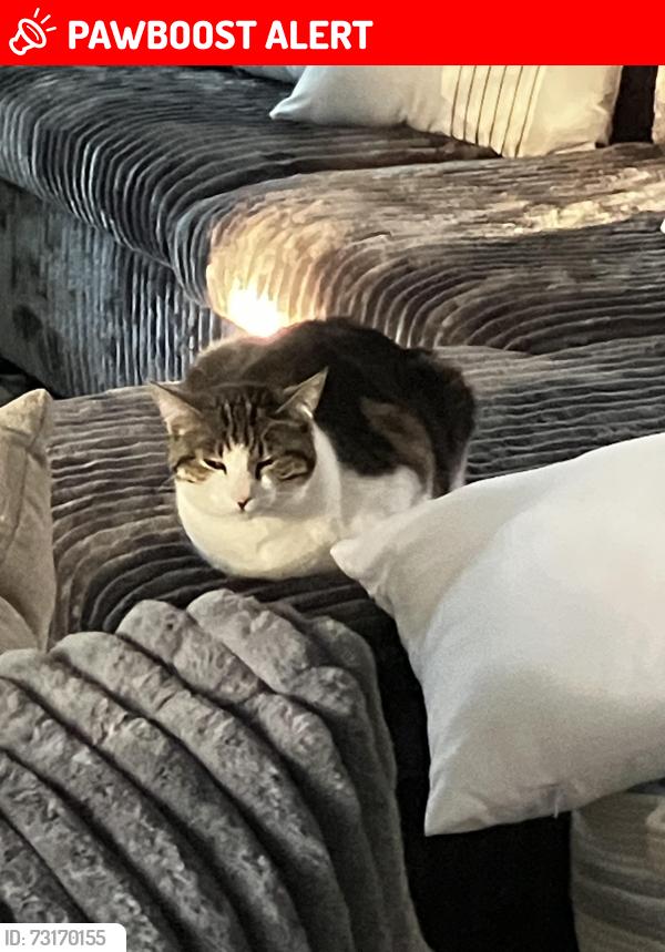 Lost Female Cat last seen South San Francisco Grand Ave branch Library, South San Francisco, CA 94080