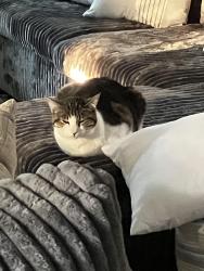 Lost Female Cat last seen South San Francisco Grand Ave branch Library, South San Francisco, CA 94080
