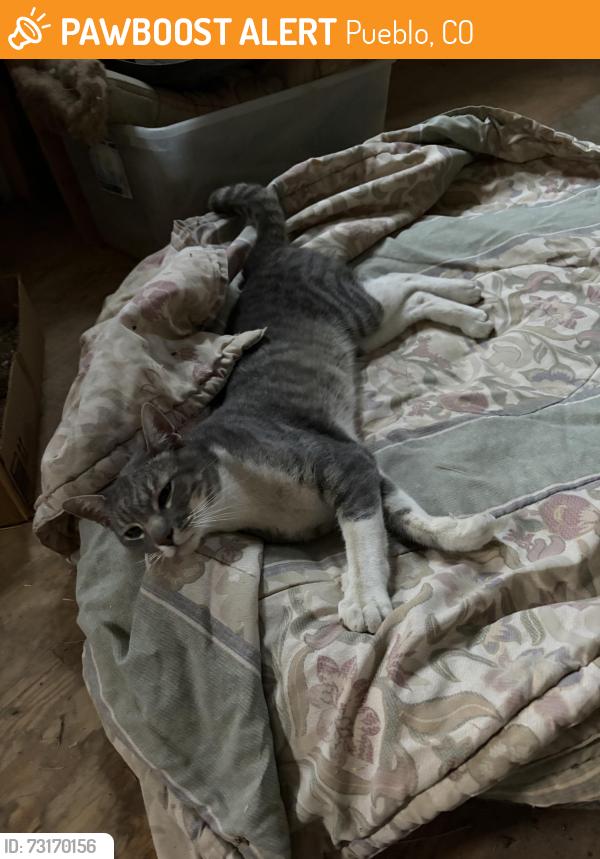 Found/Stray Female Cat last seen Near Eagle Ranch Road, Pueblo CO 81004 Little Burnt Mill Road and Burnt Mill meet, Pueblo, CO 81004