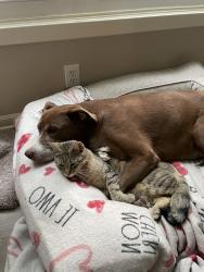 Lost Male Cat last seen Shrank ct and e 43rd st, Independence, MO 64055