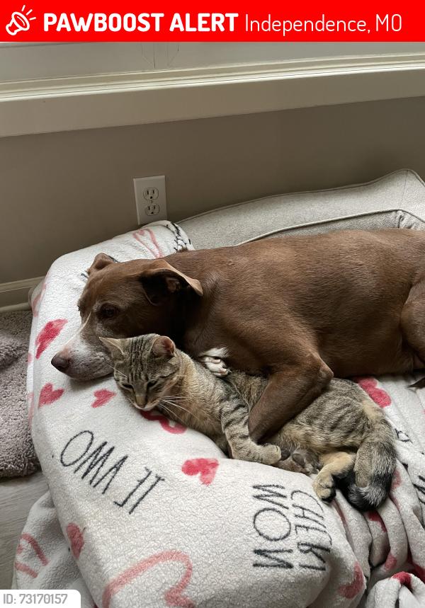 Lost Male Cat last seen Shrank ct and e 43rd st, Independence, MO 64055