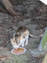 Found/Stray Unknown Cat last seen Dettman Road, Jackson, MI 49202, Jackson, MI 49202