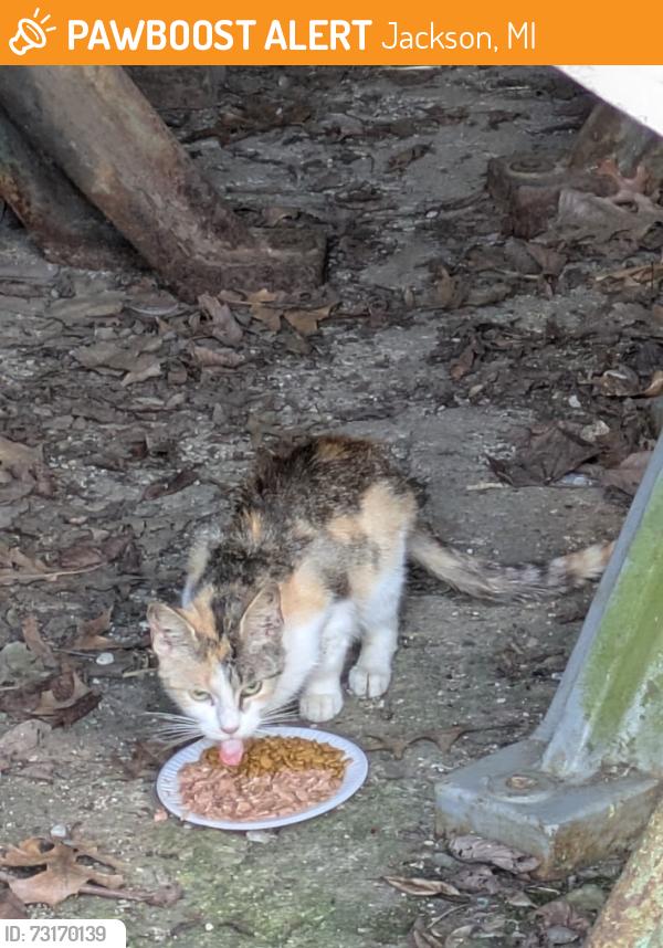 Found/Stray Unknown Cat last seen Dettman Road, Jackson, MI 49202, Jackson, MI 49202