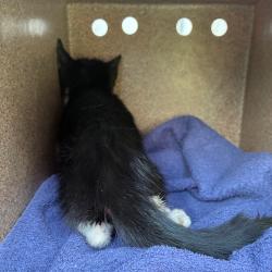 Shelter Stray Unknown Cat last seen , 980 Guilford College Rd, Greensboro, NC 27409, USA
