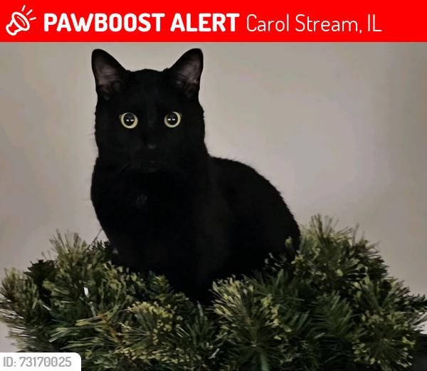 Lost Male Cat last seen Shawnee Dr in between Yuma Ln and Seminole Ln, Carol Stream, IL 60188
