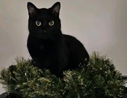 Lost Male Cat last seen Shawnee Dr in between Yuma Ln and Seminole Ln, Carol Stream, IL 60188