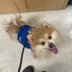 Shelter Stray Male Dog last seen , Animal Care & Control Team of Philly, 111 W Hunting Park Ave, Philadelphia, PA 19140, USA