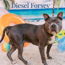 Shelter Stray Male Dog last seen , Animal Care & Control Team of Philly, 111 W Hunting Park Ave, Philadelphia, PA 19140, USA