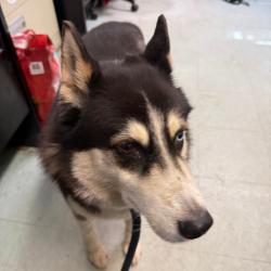 Shelter Stray Female Dog last seen , Animal Care & Control Team of Philly, 111 W Hunting Park Ave, Philadelphia, PA 19140, USA