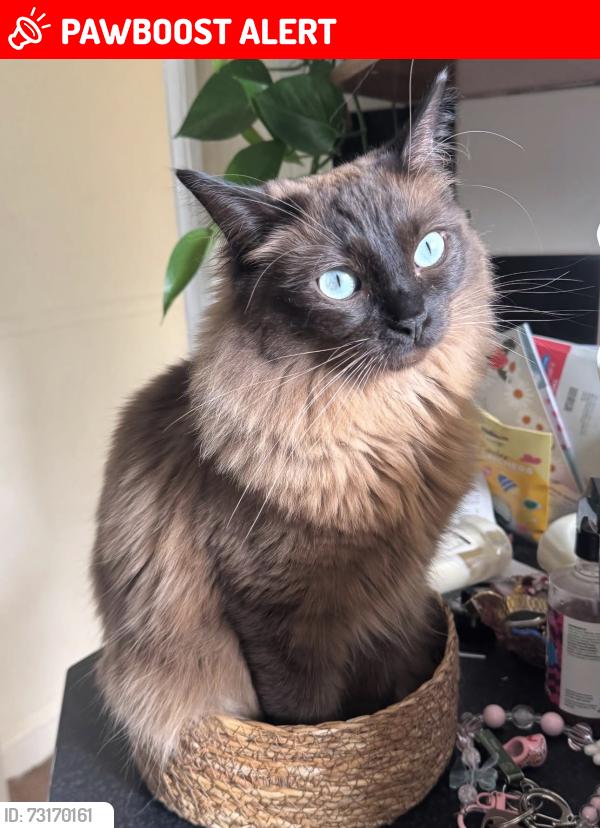 Lost Female Cat last seen Inside 61 Sanders Walk, North Yorkshire, England 