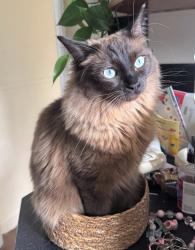 Lost Female Cat last seen Inside 61 Sanders Walk, North Yorkshire, England 