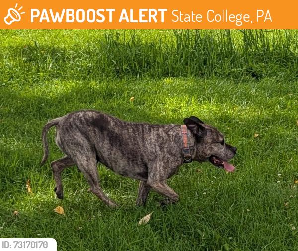 Found/Stray Unknown Dog last seen horse ring, State College, PA 16803