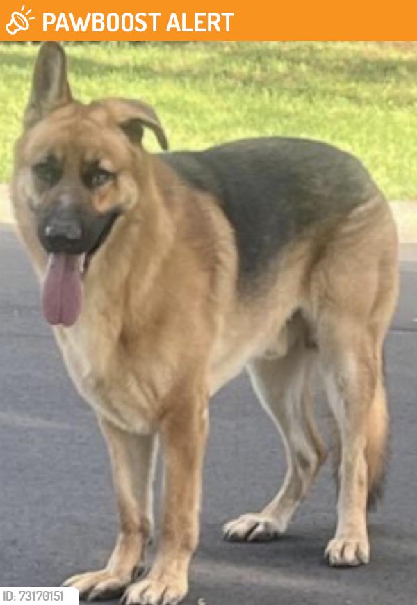 Found/Stray Unknown Dog last seen Island point and northview harbor, Lake Norman of Catawba, NC 28673