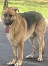 Found/Stray Unknown Dog last seen Island point and northview harbor, Lake Norman of Catawba, NC 28673