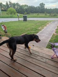 Found/Stray Male Dog last seen Mountain Valley Rd, Mohawk, TN 37810