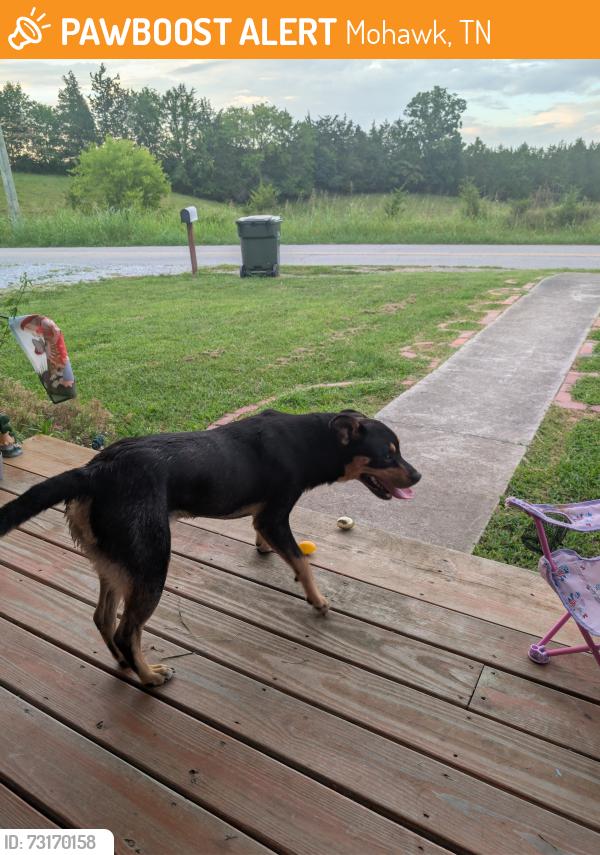 Found/Stray Male Dog last seen Mountain Valley Rd, Mohawk, TN 37810