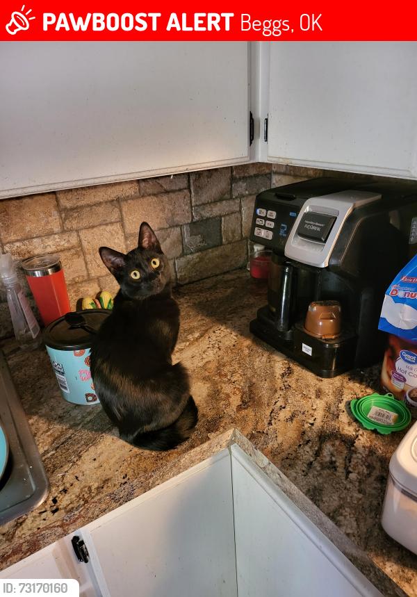 Lost Female Cat last seen Fry and choctaw, Claremore, OK 74019