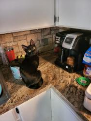Lost Female Cat last seen Fry and choctaw, Claremore, OK 74019