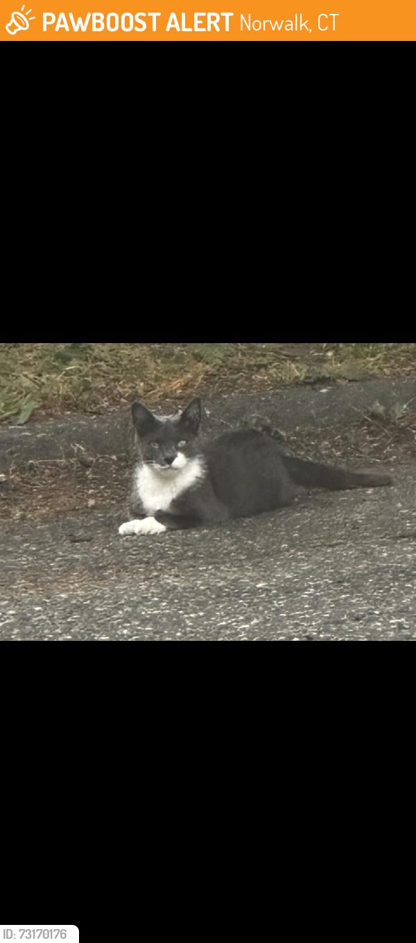 Found/Stray Unknown Cat last seen Ely Ave, Norwalk, CT 06854