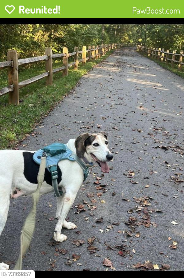 Reunited Female Dog last seen Norwood and Hanover Streets, Shelby, NC 28150