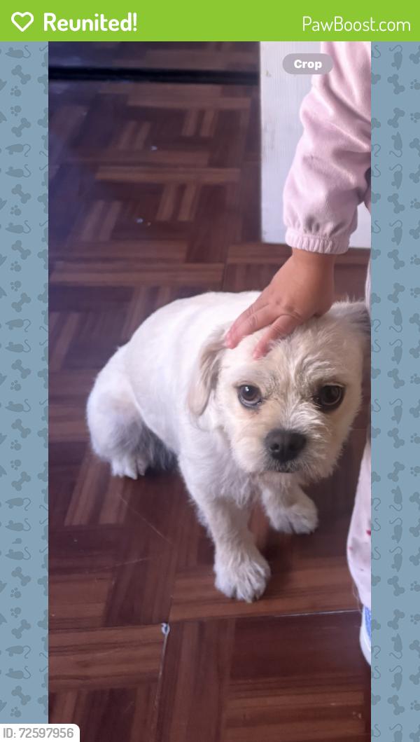 Reunited Female Dog last seen Alpine Carlin, Lynwood, CA 90262