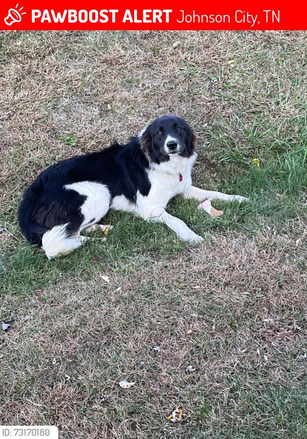 Lost Female Dog last seen Ford Creek, Bob Jobe Rd. Interstate 26, Johnson City, TN 37615